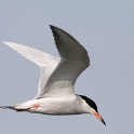 350_Forsters Tern